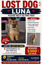 Lost Female Dog last seen South port drive and Nasreen drive, Sacramento, CA 95826