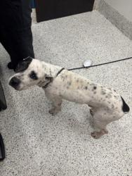 Shelter Stray Male Dog last seen Near dollar mill rd, Atlanta, GA, 1251 Fulton Industrial Blvd NW, Atlanta, GA 30336, USA