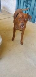 Found/Stray Male Dog last seen The Other Bar, Fresno, CA 93710