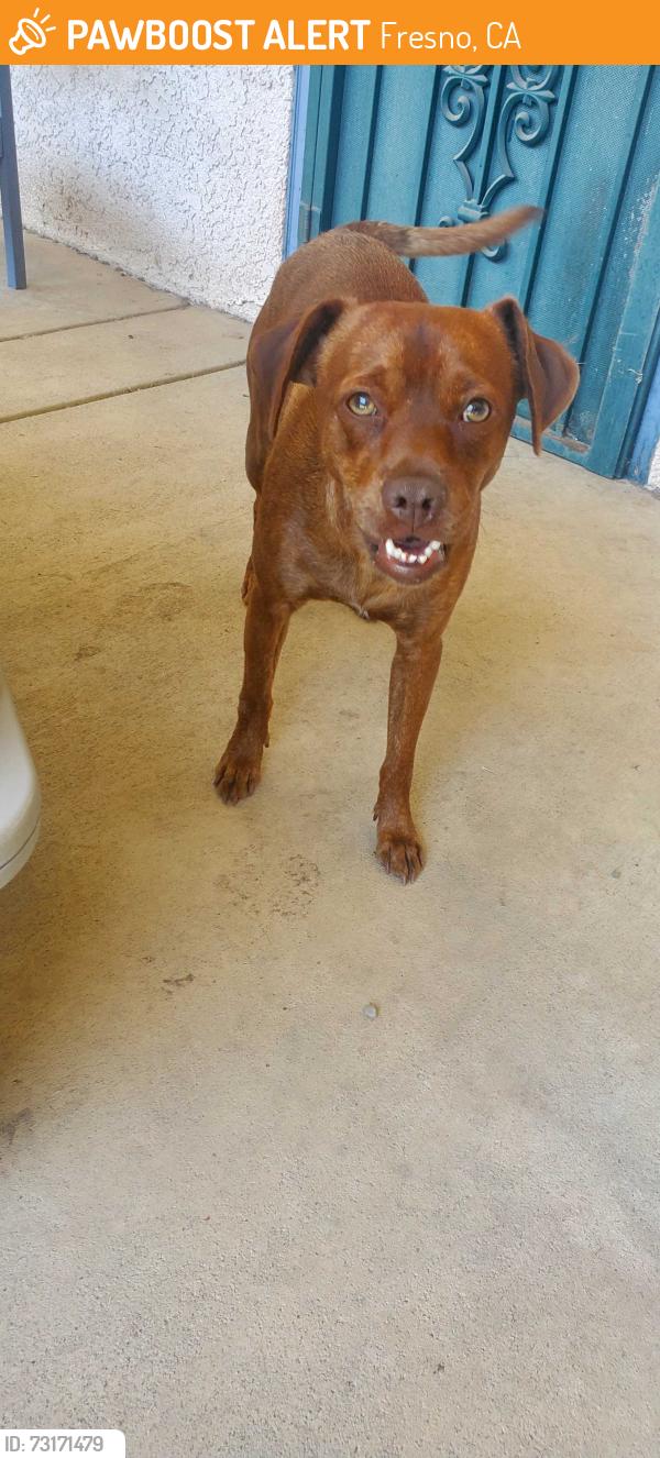 Found/Stray Male Dog last seen The Other Bar, Fresno, CA 93710