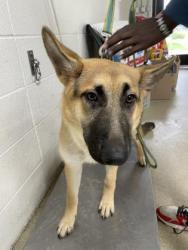 Shelter Stray Female Dog last seen Near Carruther, East District, TX, 355 Hillshire Dr, Haslet, TX 76052, USA