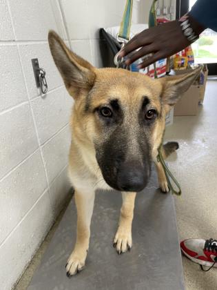Shelter Stray Female Dog last seen Near Carruther, East District, TX, 355 Hillshire Dr, Haslet, TX 76052, USA