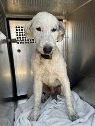 Shelter Stray Male Dog last seen Near Fair Park Blvd, South District, TX, 355 Hillshire Dr, Haslet, TX 76052, USA