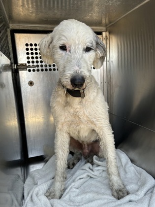 Shelter Stray Male Dog last seen Near Fair Park Blvd, South District, TX, 355 Hillshire Dr, Haslet, TX 76052, USA