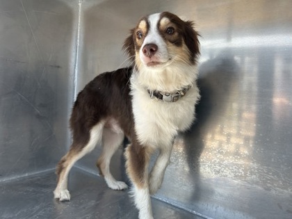 Shelter Stray Male Dog last seen Near Bennett Bend Ave, South District, TX, 355 Hillshire Dr, Haslet, TX 76052, USA
