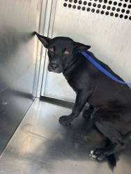Shelter Stray Male Dog last seen Near EASTLAND ST, East District,, 355 Hillshire Dr, Haslet, TX 76052, USA