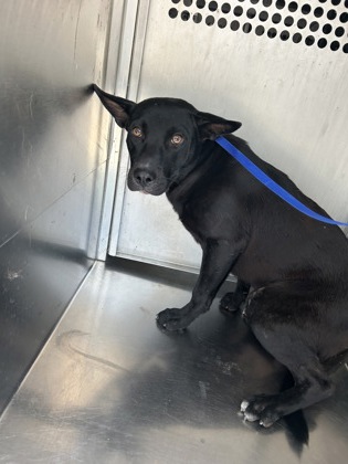 Shelter Stray Male Dog last seen Near EASTLAND ST, East District,, 355 Hillshire Dr, Haslet, TX 76052, USA