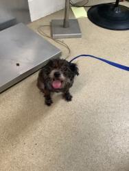 Shelter Stray Female Dog last seen Near South Fwy, Central District, TX, 355 Hillshire Dr, Haslet, TX 76052, USA