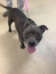 Shelter Stray Male Dog last seen Near Dunlap Dr, East District, TX, 355 Hillshire Dr, Haslet, TX 76052, USA