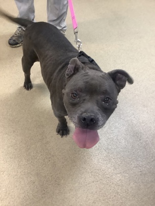 Shelter Stray Male Dog last seen Near Dunlap Dr, East District, TX, 355 Hillshire Dr, Haslet, TX 76052, USA