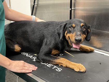 Shelter Stray Female Dog last seen Peeples Rd, Memphis, TN, 935 Farm Rd, Memphis, TN 38134, USA