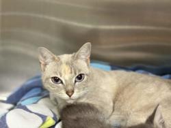 Shelter Stray Female Cat last seen Abandoned on HSMSC property, Shelby County,, 935 Farm Rd, Memphis, TN 38134, USA