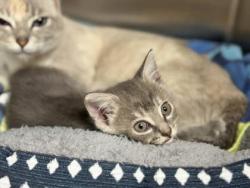 Shelter Stray Unknown Cat last seen Abandoned on HSMSC property, Shelby County,, 935 Farm Rd, Memphis, TN 38134, USA