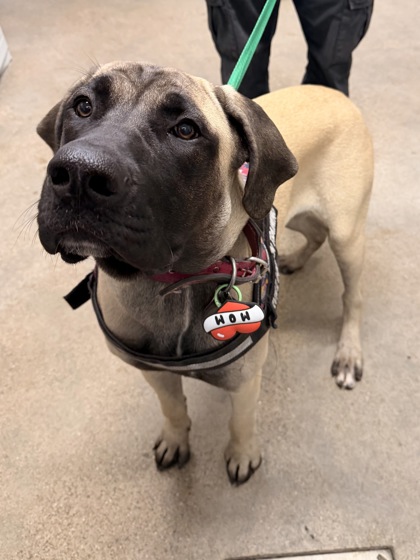 Shelter Stray Female Dog last seen Near Ontario (Justice Center), 3rd District, OH, 9203 Detroit Ave, Cleveland, OH 44102, USA
