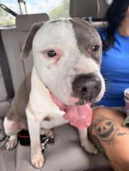 Reunited Male Dog last seen Hypoluxo and Lawrence, Boynton Beach, FL 33436