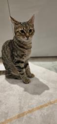 Lost Female Cat last seen Deepdene Way, Nottingham, England NG8 6BN
