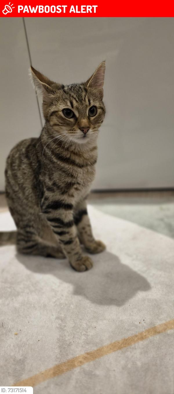 Lost Female Cat last seen Deepdene Way, Nottingham, England NG8 6BN