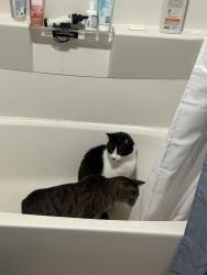 Reunited Male Cat last seen Near Mundys corner, close by to Jackson twp elementary, Johnstown, PA 15909