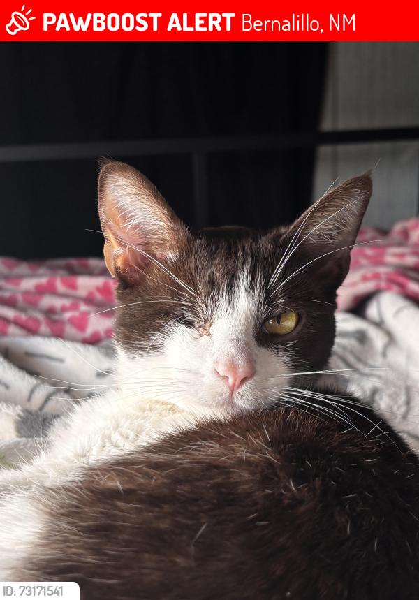 Lost Female Cat last seen My hse 639 Mountain View dr, Bernalillo, NM 87004