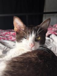 Lost Female Cat last seen My hse 639 Mountain View dr, Bernalillo, NM 87004