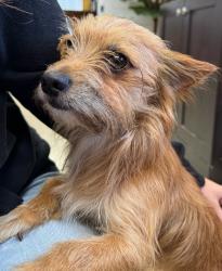 Reunited Male Dog last seen 176th Street and Prairie Ave, Torrance, CA 90504