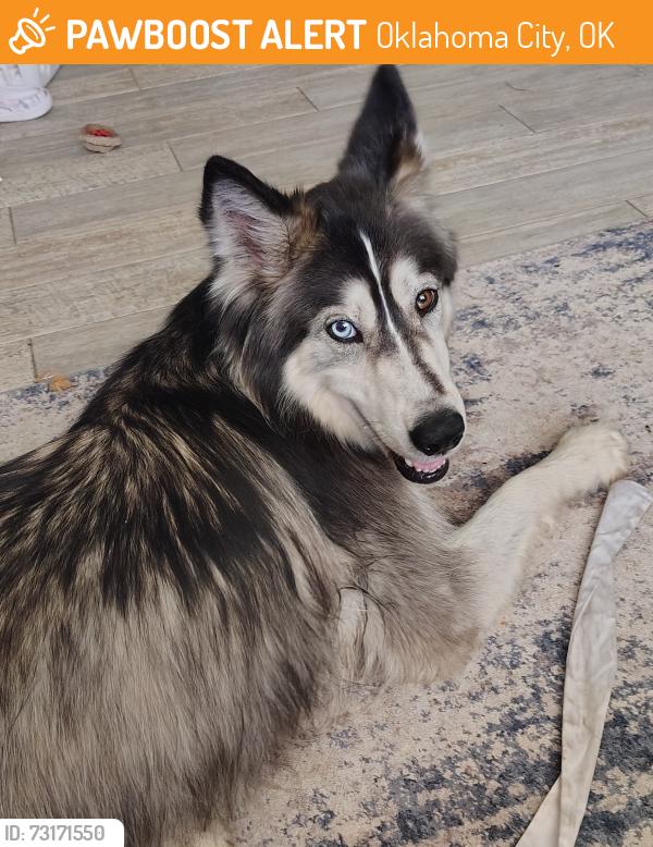 Found/Stray Female Dog last seen NW 30th and may, Oklahoma City, OK 73107