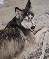 Found/Stray Female Dog last seen NW 30th and may, Oklahoma City, OK 73107