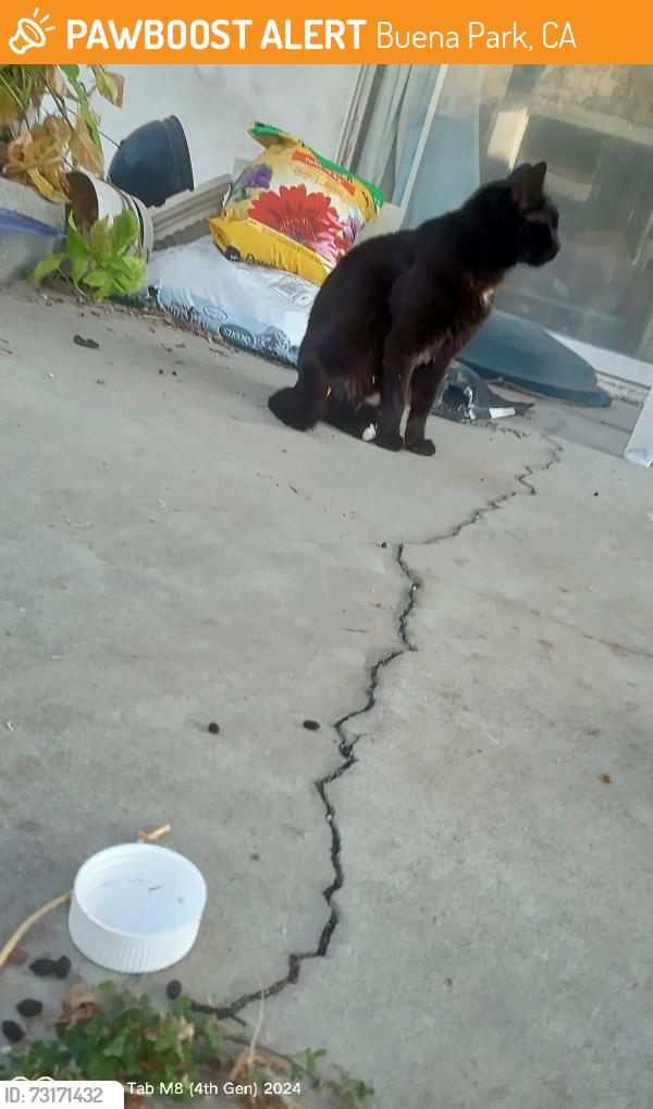 Found/Stray Female Cat last seen valley view orangethorpe Buena park California, Buena Park, CA 90623