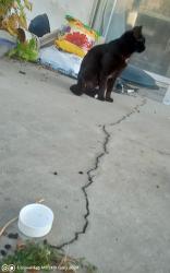 Found/Stray Female Cat last seen valley view orangethorpe Buena park California, Buena Park, CA 90623