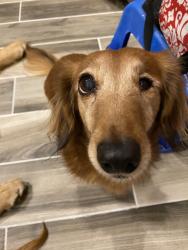 Reunited Male Dog last seen Dripping Springs Legacy Trails neighborhood, Raton Pass and Pecos Crossing, Dripping Springs, TX 78620