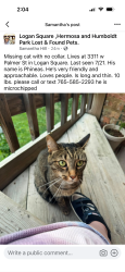 Lost Male Cat last seen Kimball & Palmer, Chicago, IL 60647