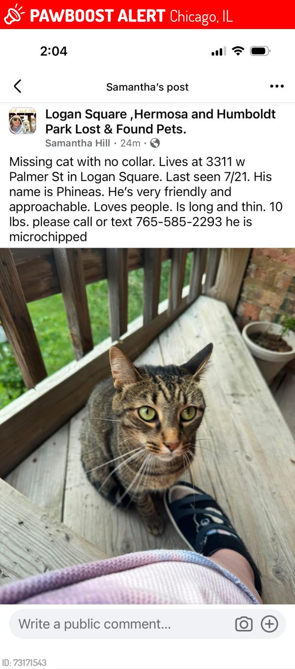 Lost Male Cat last seen Kimball & Palmer, Chicago, IL 60647