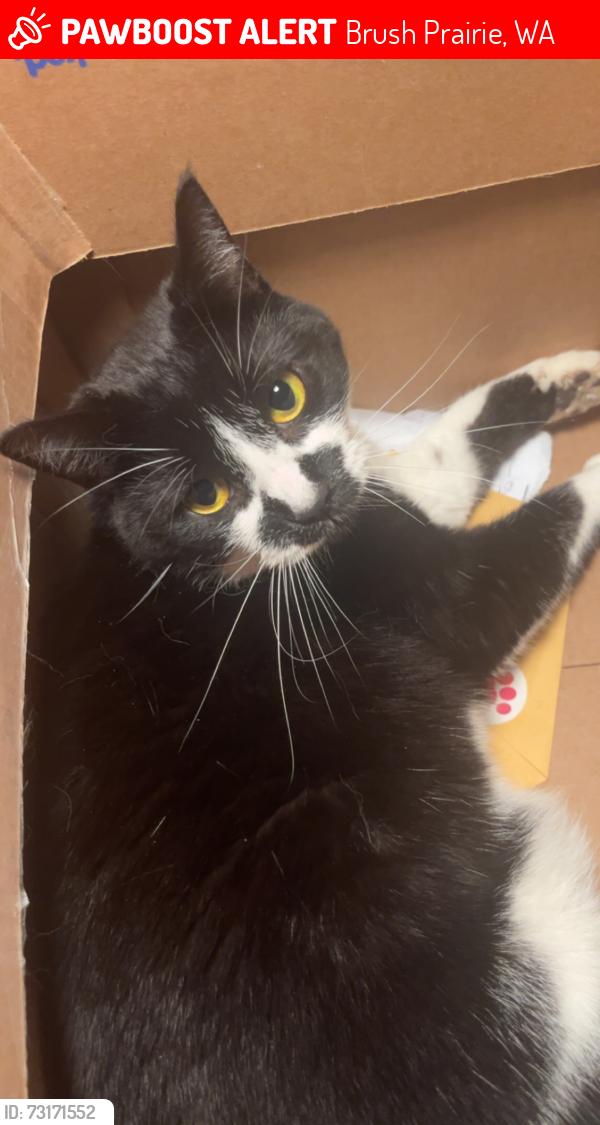 Lost Female Cat last seen brush prairie, Brush Prairie, WA 98606