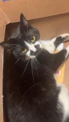 Lost Female Cat last seen brush prairie, Brush Prairie, WA 98606