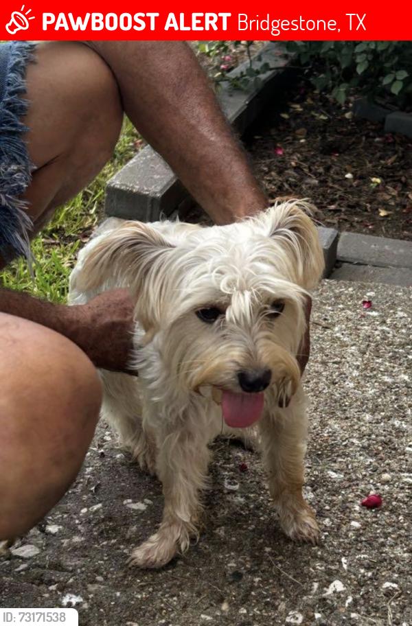 Lost Male Dog last seen N Tangle Creek Ln, Bridgestone, TX 77388