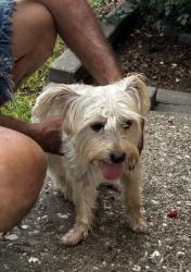 Lost Male Dog last seen N Tangle Creek Ln, Bridgestone, TX 77388