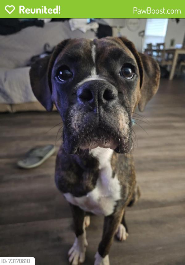 Reunited Male Dog last seen Camp Ferry, Mooresboro, NC 28114