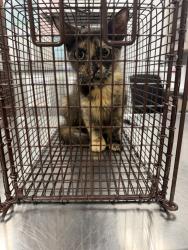 Shelter Stray Female Cat last seen Near Parker Street, YOUNGSVILLE, LA, 70592, 410 Dugas Rd, Lafayette, LA 70507, USA