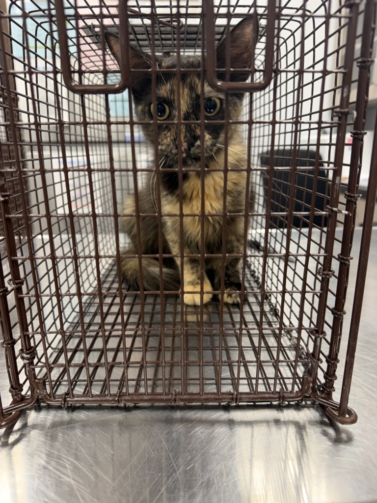 Shelter Stray Female Cat last seen Near Parker Street, YOUNGSVILLE, LA, 70592, 410 Dugas Rd, Lafayette, LA 70507, USA