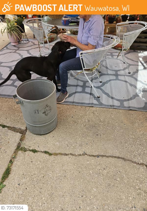 Found/Stray Female Dog last seen Center street park, Wauwatosa, WI 53213