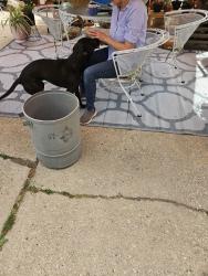 Found/Stray Female Dog last seen Center street park, Wauwatosa, WI 53213