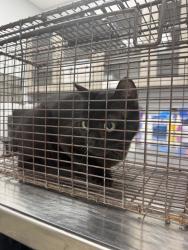 Shelter Stray Female Cat last seen Near Vincent Road, LAFAYETTE, LA, 70508, 410 Dugas Rd, Lafayette, LA 70507, USA