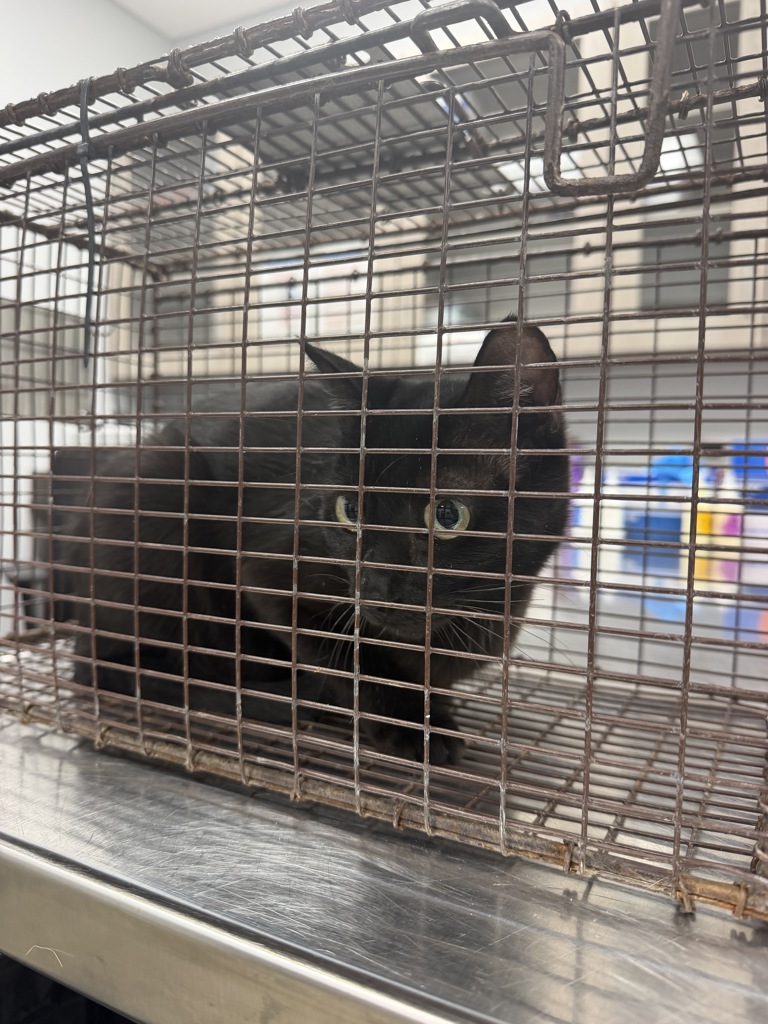 Shelter Stray Female Cat last seen Near Vincent Road, LAFAYETTE, LA, 70508, 410 Dugas Rd, Lafayette, LA 70507, USA