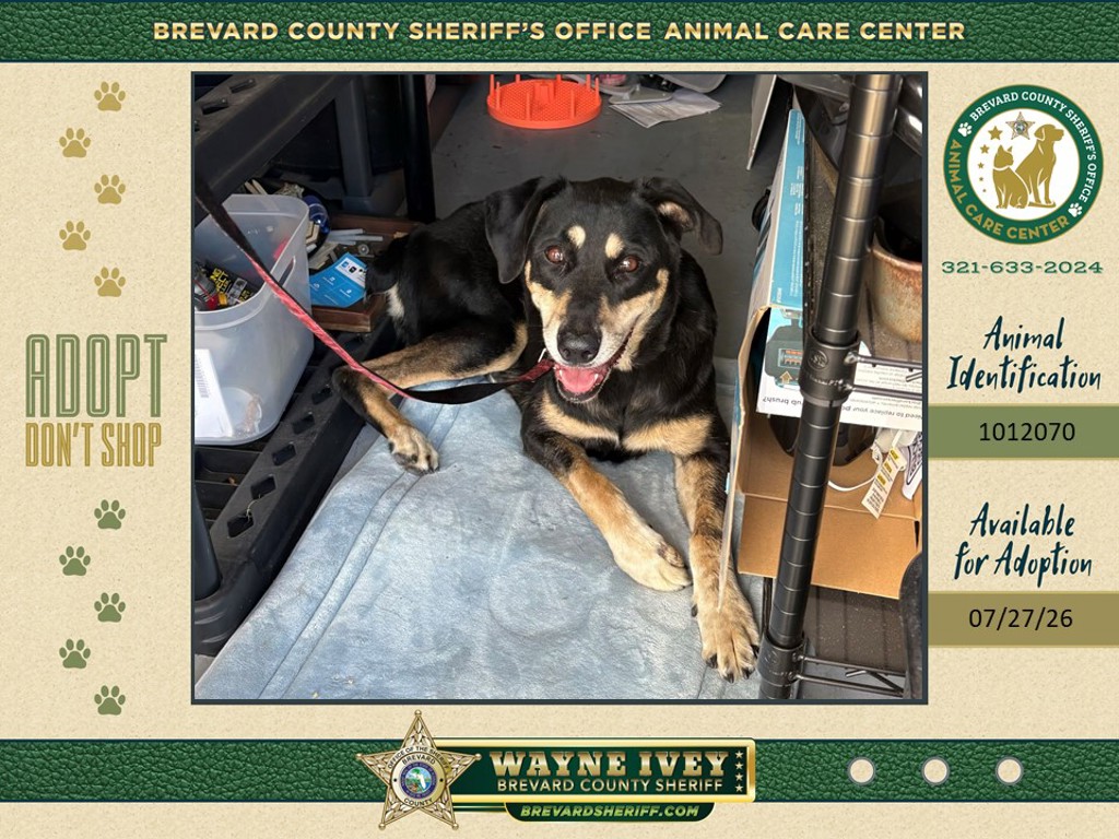Shelter Stray Female Dog last seen FL, 5100 W Eau Gallie Blvd, Melbourne, FL 32934, USA