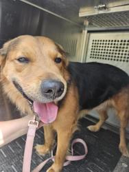 Shelter Stray Male Dog last seen Near Jain Lane, AUSTIN, TX, 78721, 7201 Levander Loop bldg a, Austin, TX 78702, USA