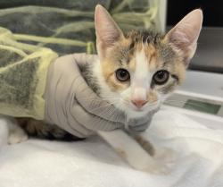 Shelter Stray Female Cat last seen Near Roberts Avenue, BRONX, NY, 10461, 326 E 110th St, New York, NY 10029, USA