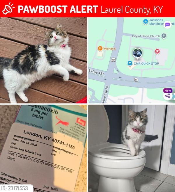 Lost Female Cat last seen Londdon, ky, Laurel County, KY 40744