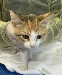 Shelter Stray Female Cat last seen Near Roberts Avenue, BRONX, NY, 10461, 326 E 110th St, New York, NY 10029, USA