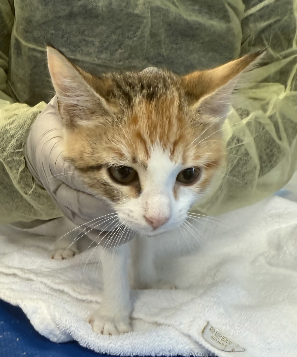 Shelter Stray Female Cat last seen Near Roberts Avenue, BRONX, NY, 10461, 326 E 110th St, New York, NY 10029, USA