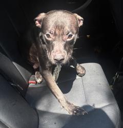 Shelter Stray Male Dog last seen Crotona Park N, BRONX, NY, 10457, 326 E 110th St, New York, NY 10029, USA
